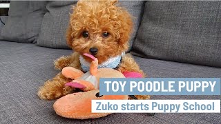 CUTEST Toy Poodle Puppy  Zuko starts puppy school [upl. by Lenny359]