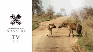 Wild Dog and Hyena Interaction  Londolozi TV [upl. by Samled]