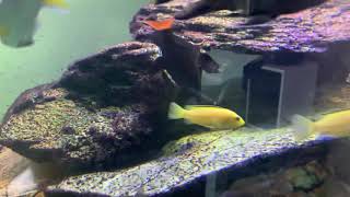 Redtail sharks are common in Cichlid tanks [upl. by Atteuqnas410]