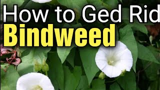 Ultimate Guide Eliminate Bindweed Fast and Effectively  Top Tips for a WeedFree Garden [upl. by Yeroc]