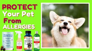 Best Dog Allergy Itch Relief  Protect Your Pet From Itching amp Scratching [upl. by Nerrat]