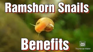 Ramshorn Snails For Your Aquarium Algae eaters [upl. by Brinkema895]