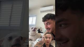 👻👻funny pets ytshorts [upl. by Erreip242]