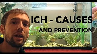 How to prevent Ich Ick in an Aquarium  4 easy steps [upl. by Nesbitt317]