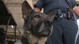 Schertz K9 Medor heading to retirement after battle over service future [upl. by Odell304]