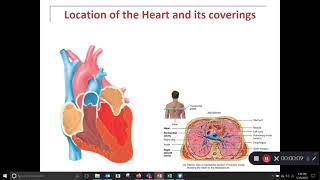 Heart Location and coverings Cardiology 1 of 3 [upl. by Mattah]