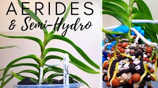 Aerides Odorata Repot  Growing Aerides in Inorganic SemiHydroSelfWatering  7 Month Update [upl. by Trebmer563]