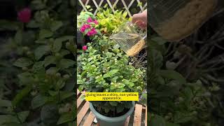 Plant care tips  DIY home remedies for plant growth  Homemade fertilizer for plants gardening [upl. by Neelear826]