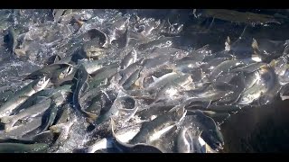 Salmon Run Alaska video MILLIONS of Salmon [upl. by Tabber]