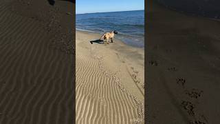 De la neige à la mer Changement radical pour Uma 👍😂 chiot mastiff shorts [upl. by Ingemar]