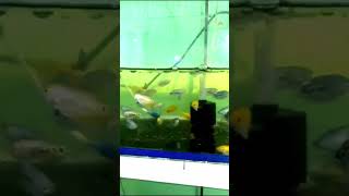 GOURAMIS ALL TYPES AVAILABLE viralvideo aquarium fishtank trending fishkeeping fishlover [upl. by Crissie]