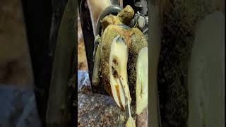 A lot of stones under this cow hoof shorts asmr satisfying [upl. by Safoelc]