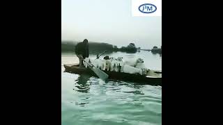 Amazing  Goat Journey  Goat tour by water  Shepherd  Beautiful sheep journey [upl. by Montford]