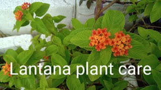 Care of Lantana plant How to grow and care Lantana plant [upl. by Cacka]