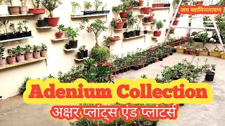 अडेनियम कलेक्शन  अक्षर प्लांट्स एंड प्लांटर्स  Adenium Collection Aksharplantsplanters [upl. by Jaymee975]