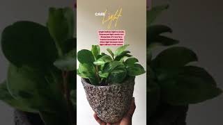 How To Care For A Peperomia Plant  Excellent Indoor House Plant Great Foliage With Easy Care [upl. by Conni]