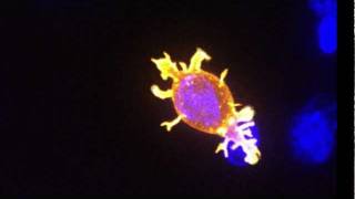 Killer T cell attacking cancer [upl. by Leler989]