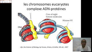 GÉNÉTIQUE II Vidéo1 Polyploïdie et Aberrations chromosomiques [upl. by Schroder]