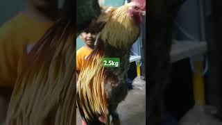 25kg Chicken king size [upl. by Loni]