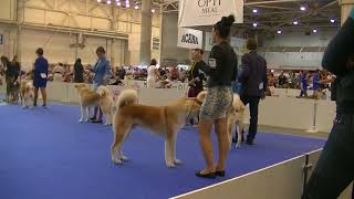 Japanese Akita Euro Dog Show 2017 B [upl. by Marilou492]