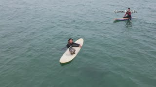 Baby seal goes surfing in San Francisco [upl. by Elleahcim806]