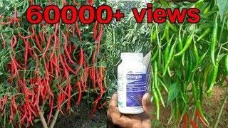 Best Insecticide for chilli crop  more chillies  Mirchi best fertilizer Guntur mirchi in Telugu [upl. by Cis]