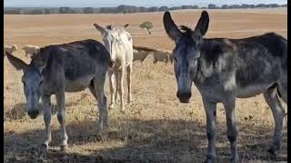 Mastines Españoles a más de 40 Grados en Badajoz [upl. by Onilatac]