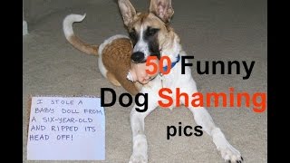 50 Funny Dog Shaming pics [upl. by Sanson744]