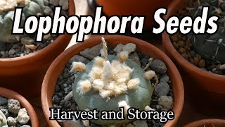 Lophophora Seeds Harvest and Storage [upl. by Mcevoy]