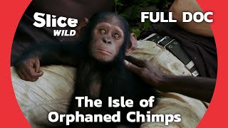 Returning to the Wild the Story of Cannelle the Chimp  SLICE WILD  FULL DOCUMENTARY [upl. by Darrej]