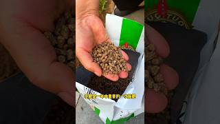 Episode 36  Use some winter fertilizer to make vegetables grow stronger next spring planting tips [upl. by Yeruoc]