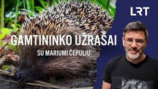 Gamtininko užrašai Ežius gaubiančius pasakų įvaizdžius prasklaidys Marius Čepulis [upl. by Faubion]