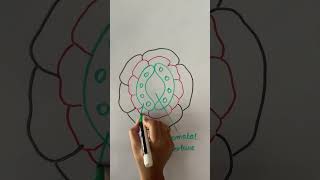 Stomata diagram biology [upl. by Hilleary]