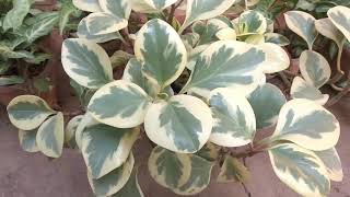 Variegated Peperomia and its care Mita Bishnoi Garden tips [upl. by Notnelc]