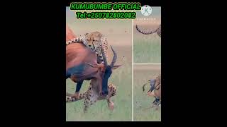 🛑 What attack of Cheetah vs TOPI animals [upl. by Nylaehs479]