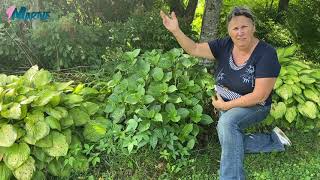 Pourquoi vos hydrangées bleues ne fleurissentelles pas Capsule horticole Marthe Laverdière [upl. by Chaffee892]