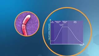 Bacterial Growth in the Lab [upl. by Nohtanoj]