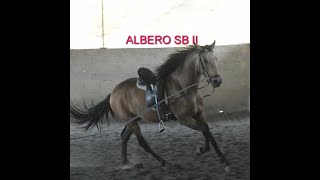 ALBERO SB II PRE Wallach gelding wwwandalusiercom [upl. by Nyloj763]