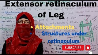 Extensor retinaculum of leg attachments  structures deep to Extensor retinaculum  lower limb [upl. by Funda583]