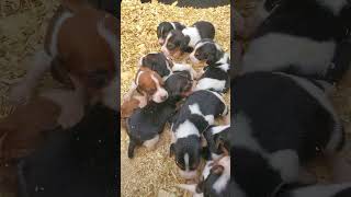 Sneaking up on BABY BEAGLES How did puppies do after change in diet [upl. by Rabiah]