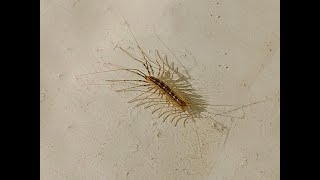 A first record of House Centipede for Nottinghamshire  but is it [upl. by Clifford365]