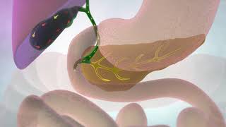 The Gallbladder and Bile Ducts  Cancer Research UK [upl. by Emmott]