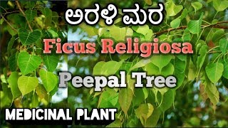 ಅರಳಿ ಮರ Peepal Tree Ficus Religiosa [upl. by Algie824]