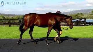 Inglis Easter 18  Lot 6  Frankel x Acts of Grace  Colt [upl. by Carlstrom]