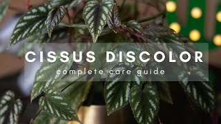 Cissus Discolor  Complete Plant Care Guide  Everything you need to know for beginners [upl. by Pelpel]