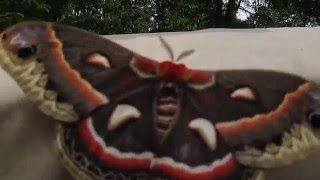 Cecropia Moth [upl. by Hadlee392]