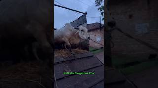 Unloading Most Beautiful and Smallest Pakistani Ox of Alshafi cattle farm for💕 2024viral trending [upl. by Sonstrom]