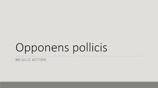 Opponens Pollicis Action [upl. by Dorcus]