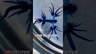 😍Blue Sea Dragon shorts oceancreatures animals fishing aquaticcreatures marinelife sealife [upl. by Anaitat]