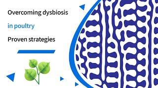 Overcoming dysbiosis in poultry proven strategies for restoring gut health [upl. by Neron]